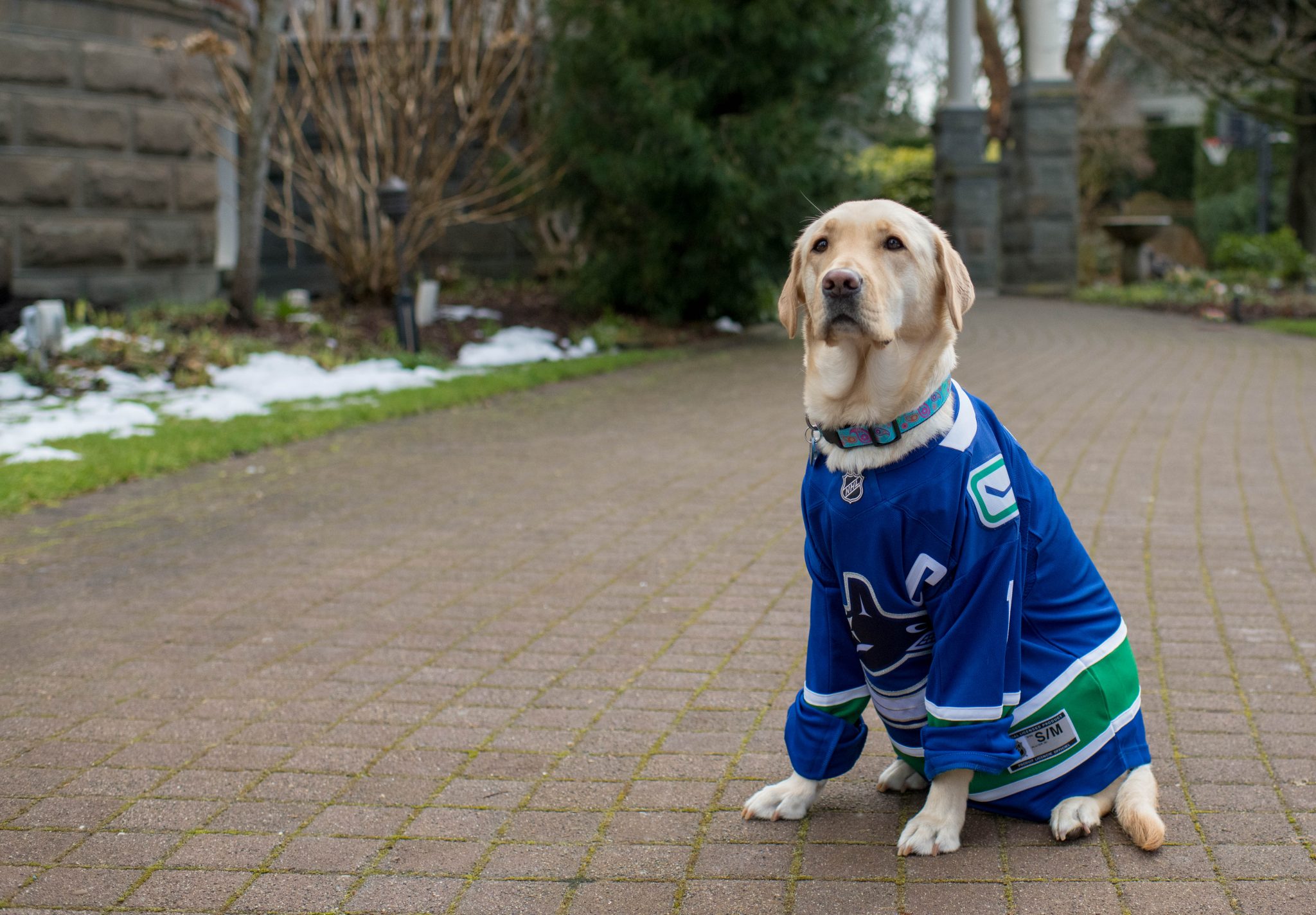 Canucks 2025 dog jersey